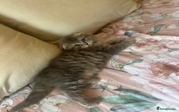 Scottish Fold cats for sale: Stunning long hair Scottish fold  - Image 4