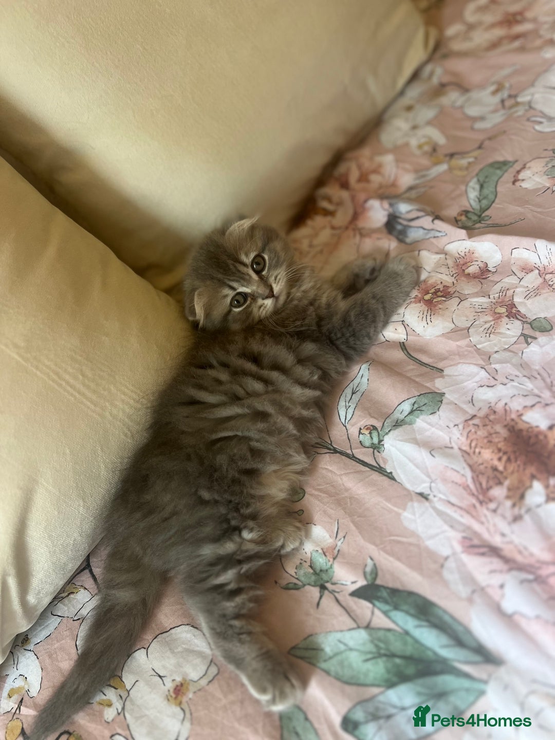 Scottish Fold cats for sale: Stunning long hair Scottish fold  - Image 4
