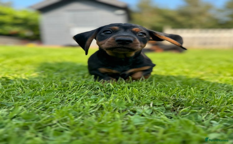 Miniature Dachshund dogs - Advert 6