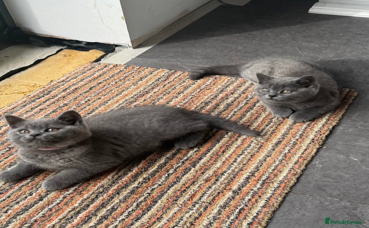 British Shorthair cats - Advert 1