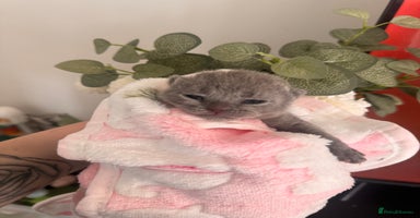 British Shorthair cats - Advert 1