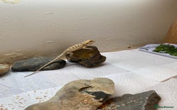 Bearded Dragon reptiles for sale: Baby Bearded dragons - Image 4