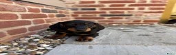 Dachshund dogs for sale: Beautiful KC reg, standard dachshund puppies  - Advert 4