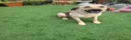 Mixed Breed dogs for adoption: SKY  ( 20 months) - Advert 9