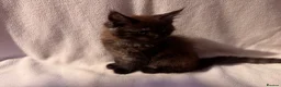 Maine Coon cats for sale: Stunning Maine coon kittens  - Advert 7