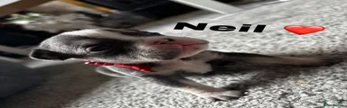 Mixed Breed Puppy 4 (boy - Neil)