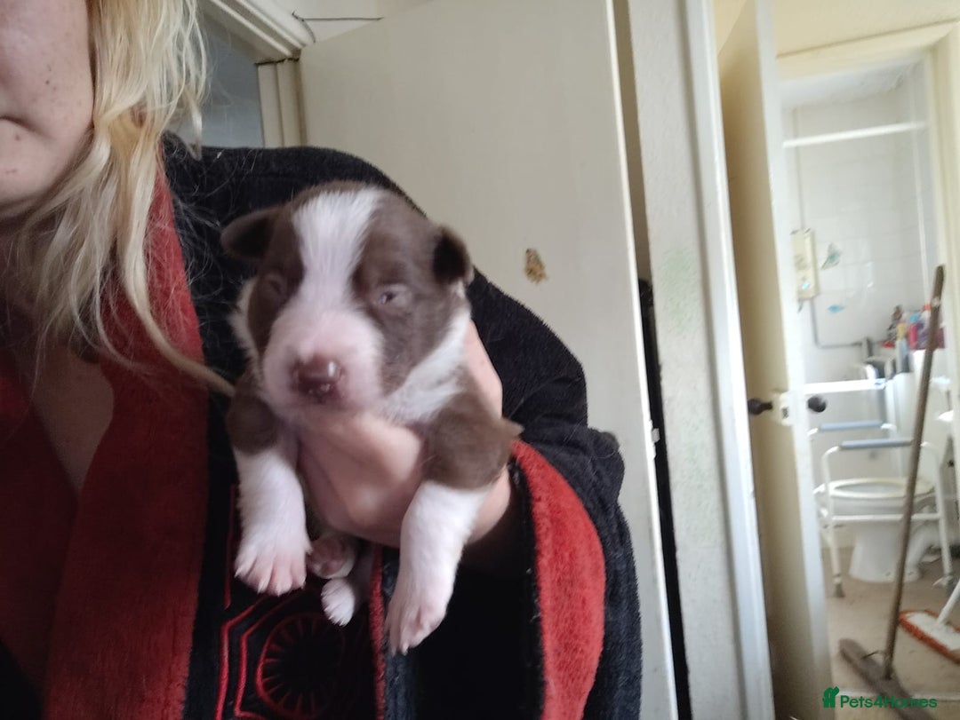 Welsh Collie dogs for sale: Tri colour Welsh collies  - Image 16