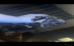 Cocker Spaniel dogs for sale: Cocker spaniel puppies - Image 2