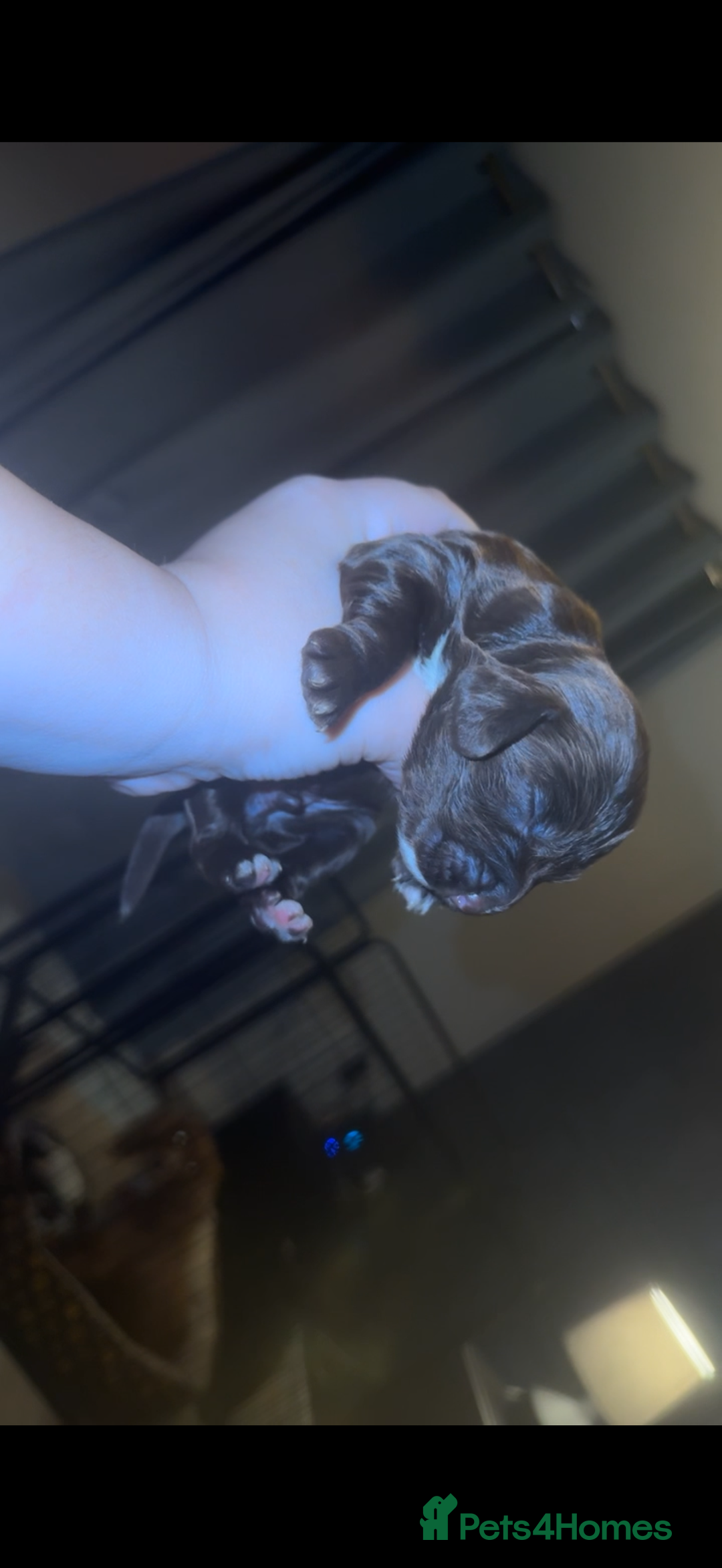 Cocker Spaniel dogs for sale: Cocker spaniel puppies - Image 2