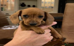 Miniature Dachshund dogs for sale: 🌭 Little Sausages Looking for Big Love! ❤️🐾 - Image 16