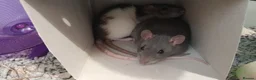 Rat rodents for sale: Two female silly tame rats in Chepstow - Advert 1
