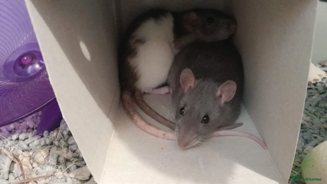 Rat rodents for sale: Two female silly tame rats in Chepstow - Advert 1