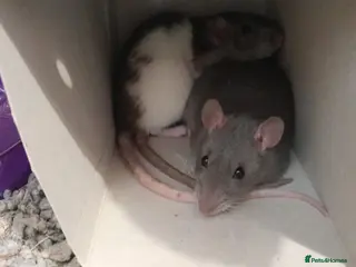 Rat rodents Two female silly tame rats in Chepstow - Advert 1