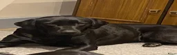 Labrador Retriever dogs for sale: Drakeshead pedigree working dogs   - Advert 4