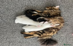 Mixed Breed cats for sale: Healthy & Playful Kittens - Image 9