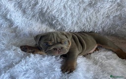 English Bulldog dogs for sale: Outstanding English bulldogs  - Image 21