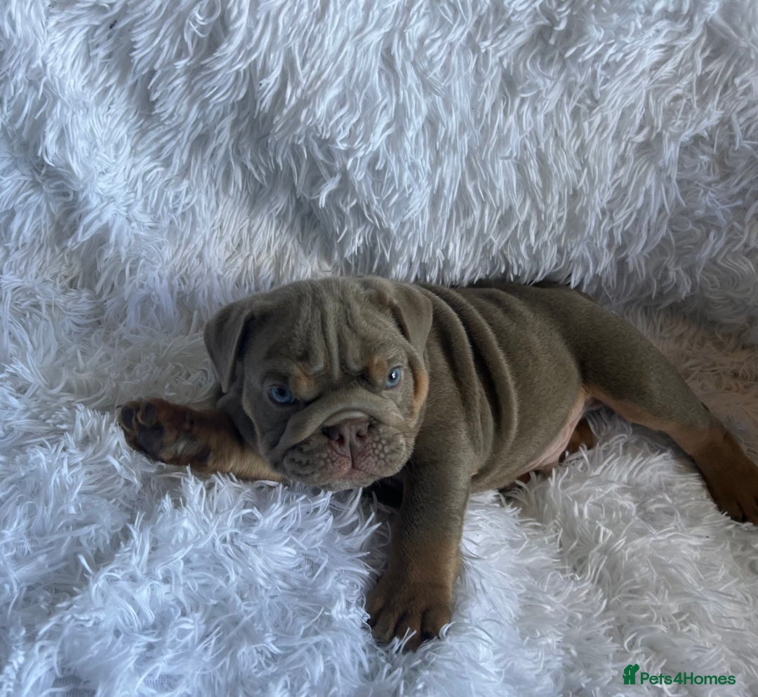 English Bulldog dogs for sale: Outstanding English bulldogs  - Image 21
