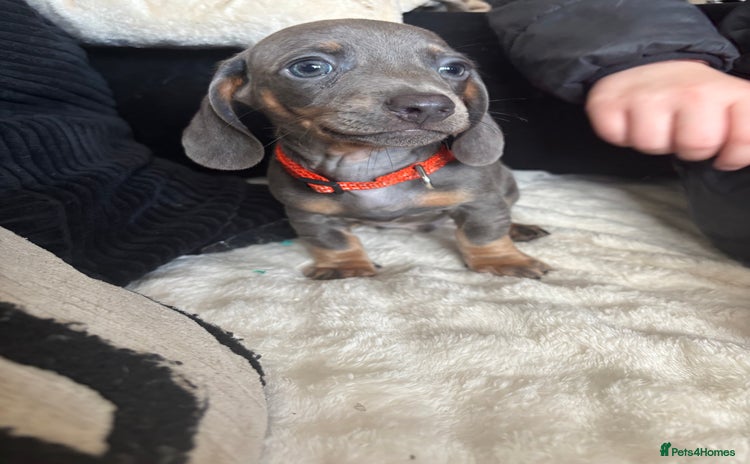 Miniature Dachshund dogs - Advert 1