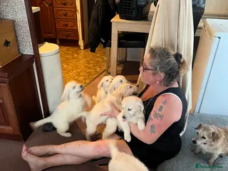 Golden Retriever dogs Adorable litter golden retriever puppies - Advert 6