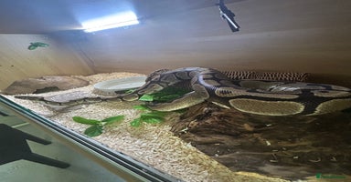 Python Snake reptiles - Advert 3