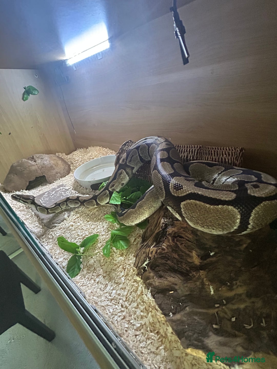 Python Snake reptiles for sale: Lovely healthy royal/ball python - Image 2