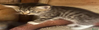 Kitten 3 - Tabby and White Male