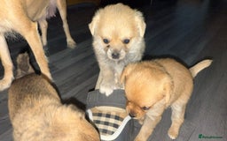 Mixed Breed dogs for sale: 3 puppy’s ready in Less than 4 weeks  - Image 5