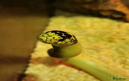 King Snake reptiles for sale: California King Snake - Image 1