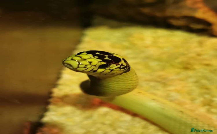 King Snake reptiles - Advert 3