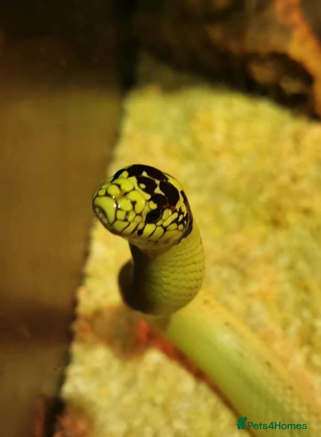 King Snake reptiles for sale: California King Snake - Image 1