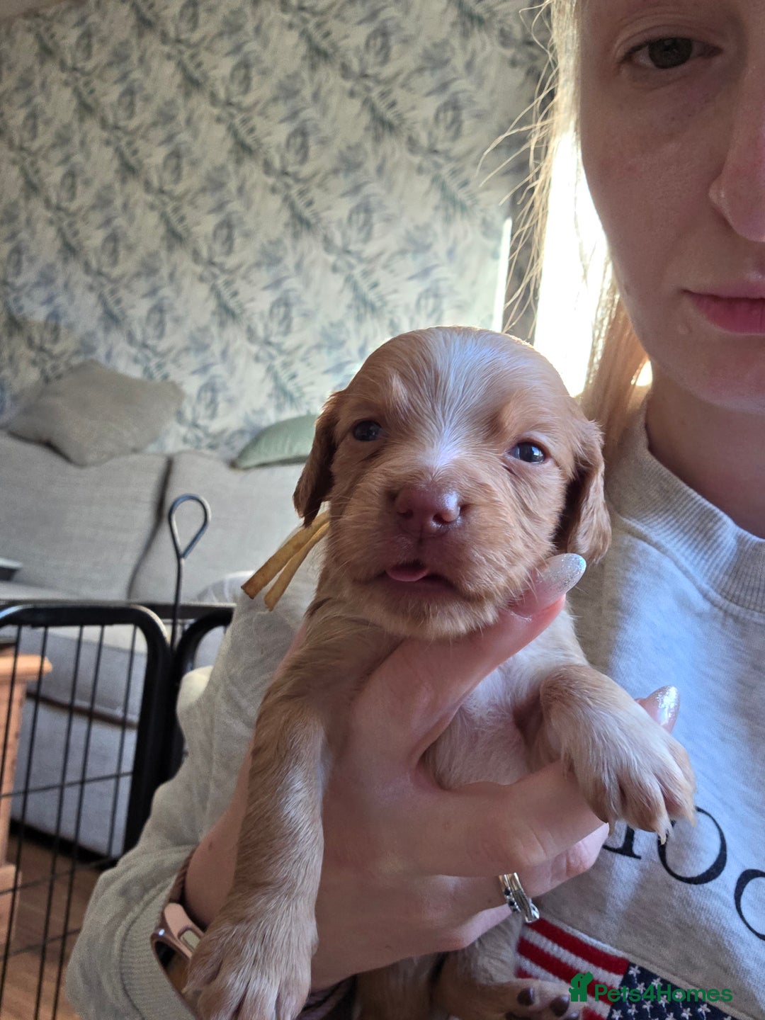 Cocker Spaniel dogs for sale: Beautiful Spaniel pups! - Advert 30