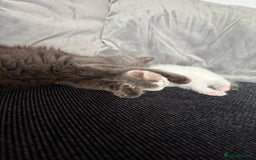 British Shorthair cats for sale: Beautiful BSH 2 male 1 female  - Image 15