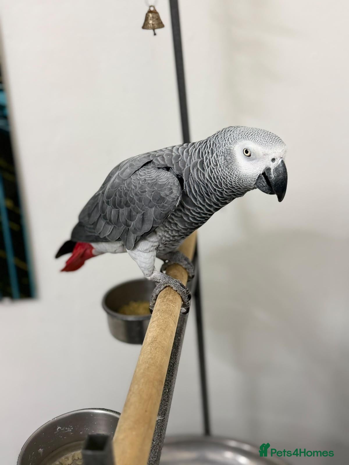Parrots birds African Grey Forsale  - Advert 1