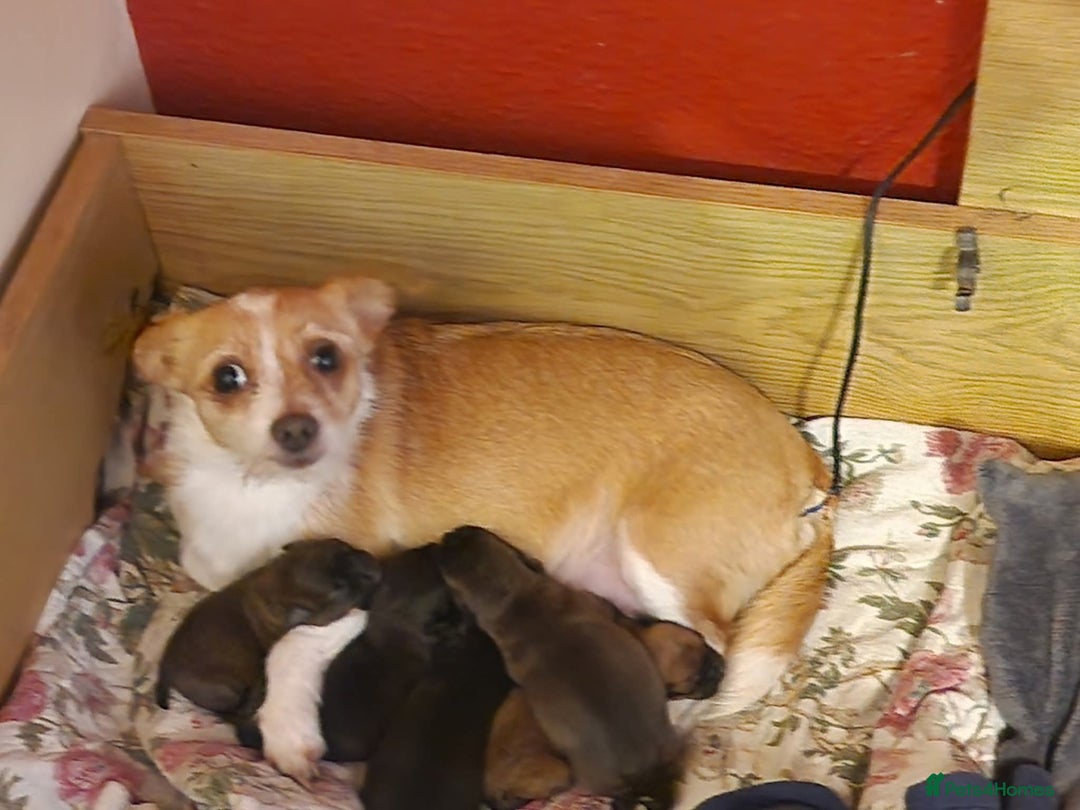 Mixed Breed dogs for sale: Last 3 mixed breed puppies available  - Image 15