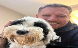 Tibetan Terrier dogs for sale: KC fully health tested exceptionally bred Tibetan  - Advert 15