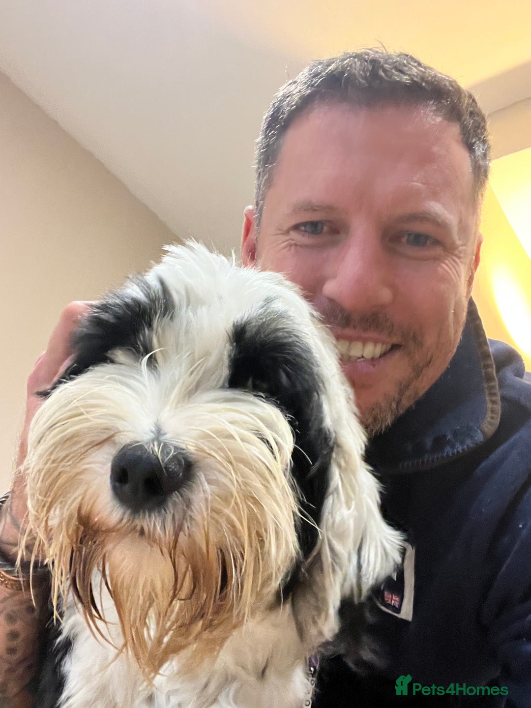 Tibetan Terrier dogs for sale: KC fully health tested exceptionally bred Tibetan  - Advert 15