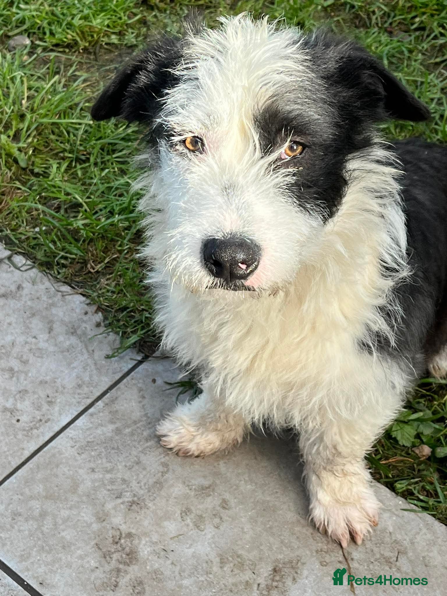 Mixed Breed dogs OREO - SWEET HEART, NO CALORIES ❤️ - Advert 1
