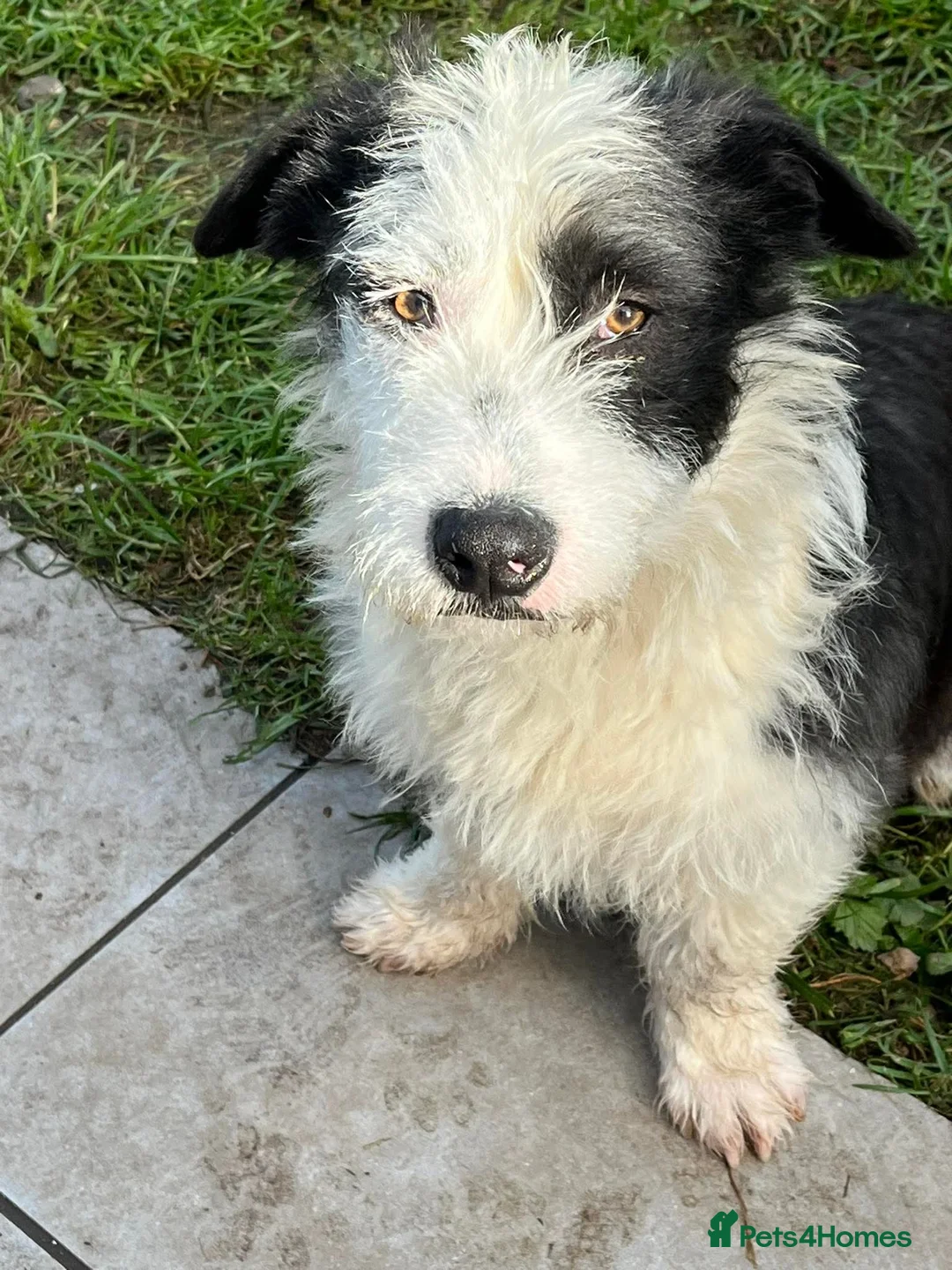 Mixed Breed dogs for adoption: OREO - SWEET HEART, NO CALORIES ❤️ - Advert 1