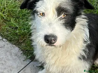 Mixed Breed dogs OREO - SWEET HEART, NO CALORIES ❤️ - Advert 1