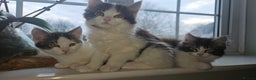 Maine Coon cats for sale: Beautiful Female Mixed Maine Coon kittens - Advert 5