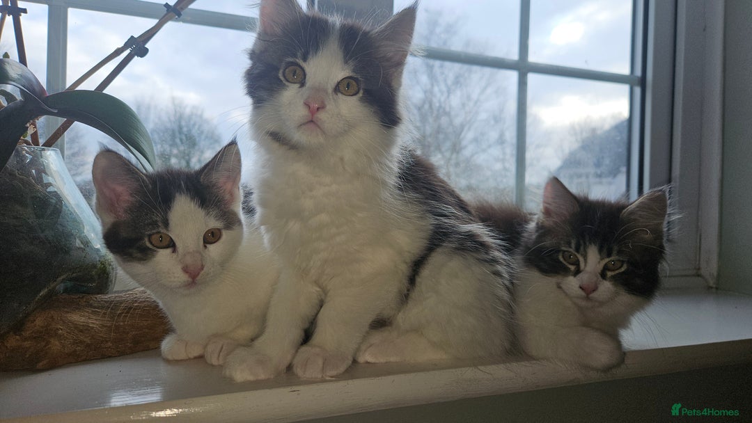 Maine Coon cats for sale: Beautiful Female Mixed Maine Coon kittens - Advert 5