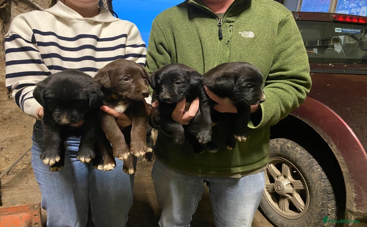 Mixed Breed dogs - Advert 3