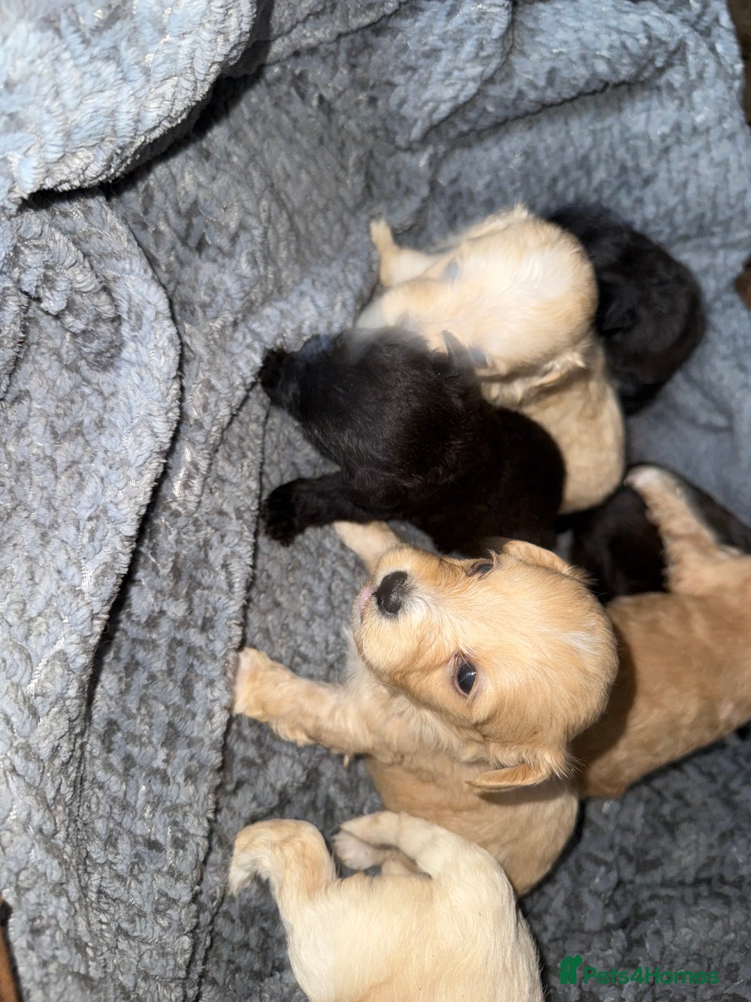 Maltipoo dogs for sale: Maltipoo  - Image 12