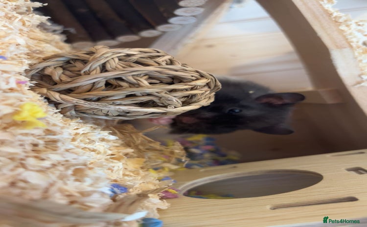 Hamster rodents - Advert 10