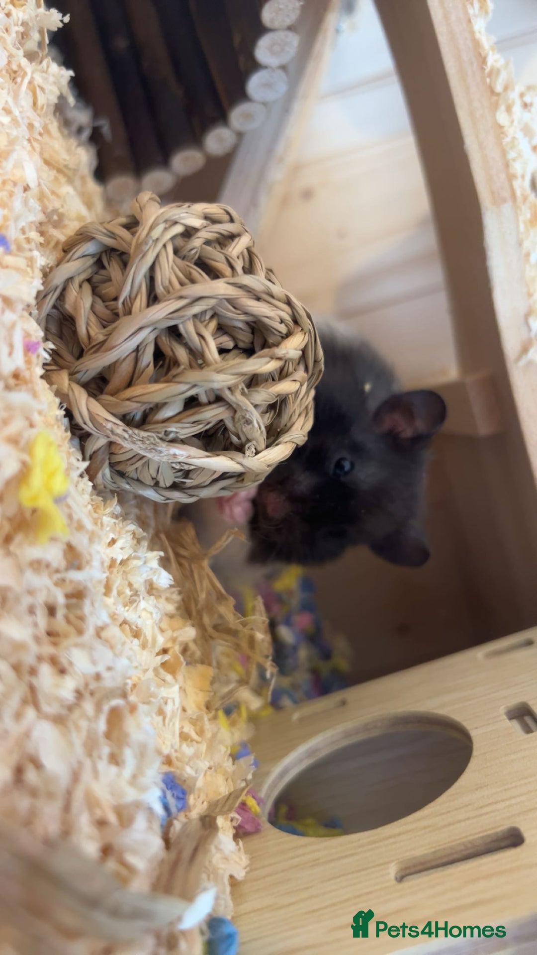 Hamster rodents for sale: playful hamster for sale. - Image 1
