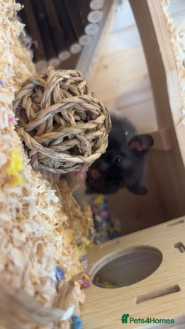 Hamster rodents - Advert 12