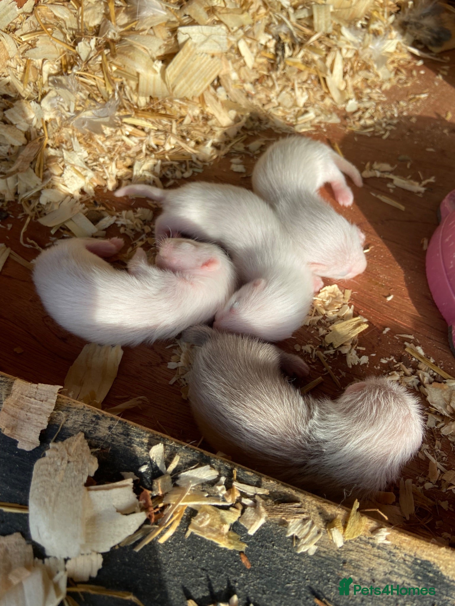 Ferret rodents Micro ferrets  - Advert 2