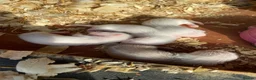 Ferret rodents for sale: Micro ferrets  in Sandbach - Advert 2