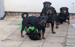 Rottweiler dogs for sale: 1 boy 5 months Rottweiler pup - Image 11