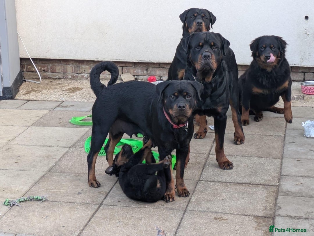 Rottweiler dogs for sale: 1 boy 5 months Rottweiler pup - Image 11